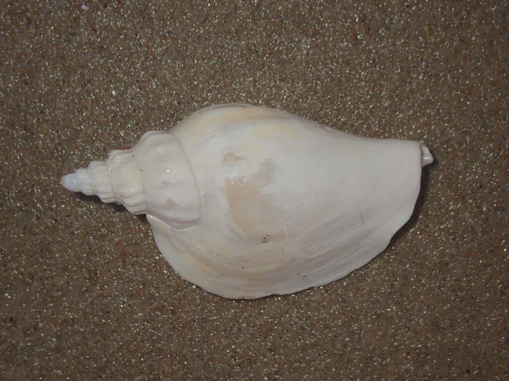 True Conchs from Noosa Bal, Queensland, Australia on December 1, 2025 ...
