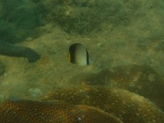 Chaetodon decussatus