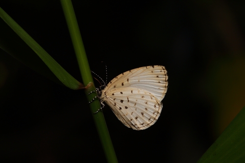 Teriomima subpunctata