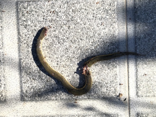 Murphy's Mud Snake