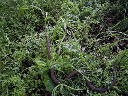 Eastern Brown Snake sighting
