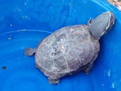 Malayemys khoratensis