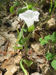 Calystegia spithamaea