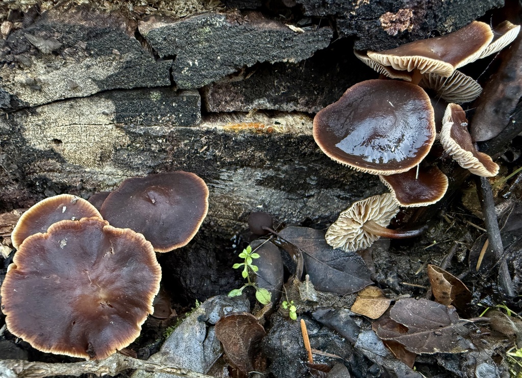 Gymnopus brassicolens · November 2025 · photo: © hllrnnr (iNaturalist, cc0)