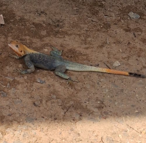 Peters's Rock Agama
