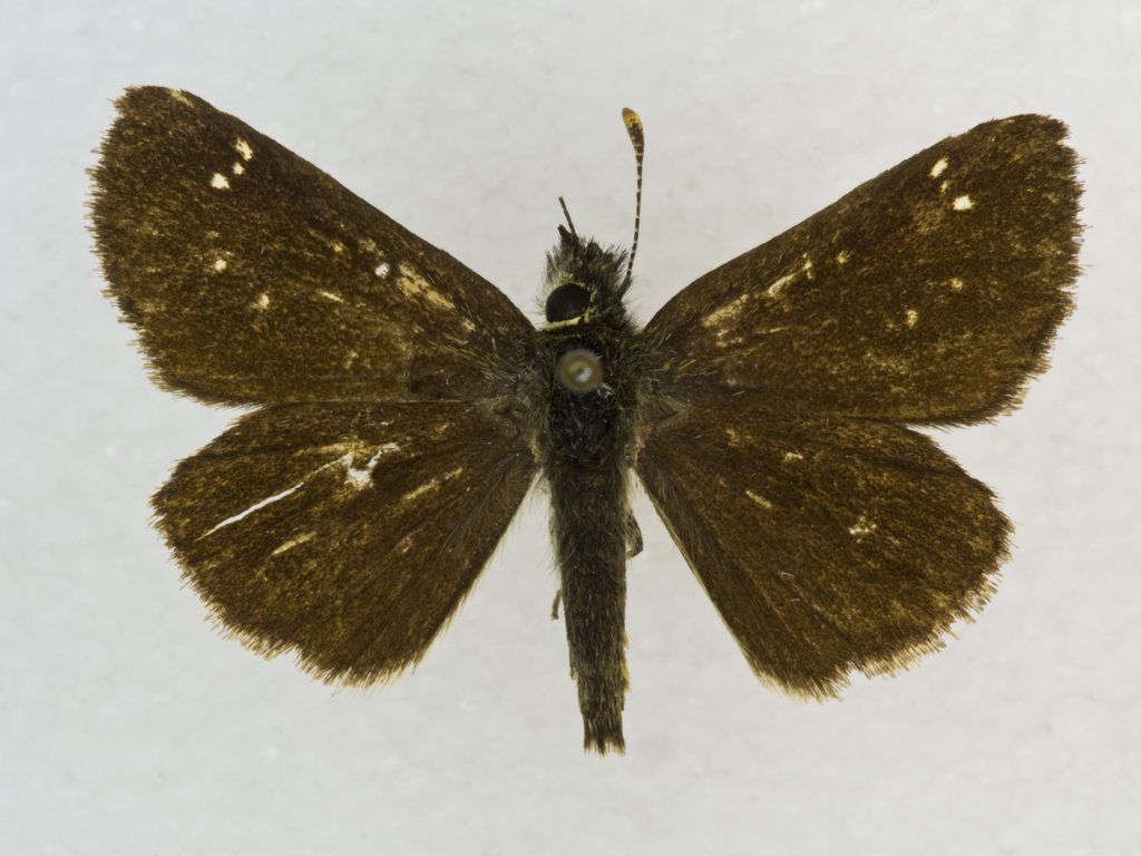 Russet Skipperling