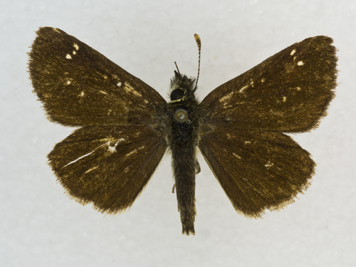 Russet Skipperling