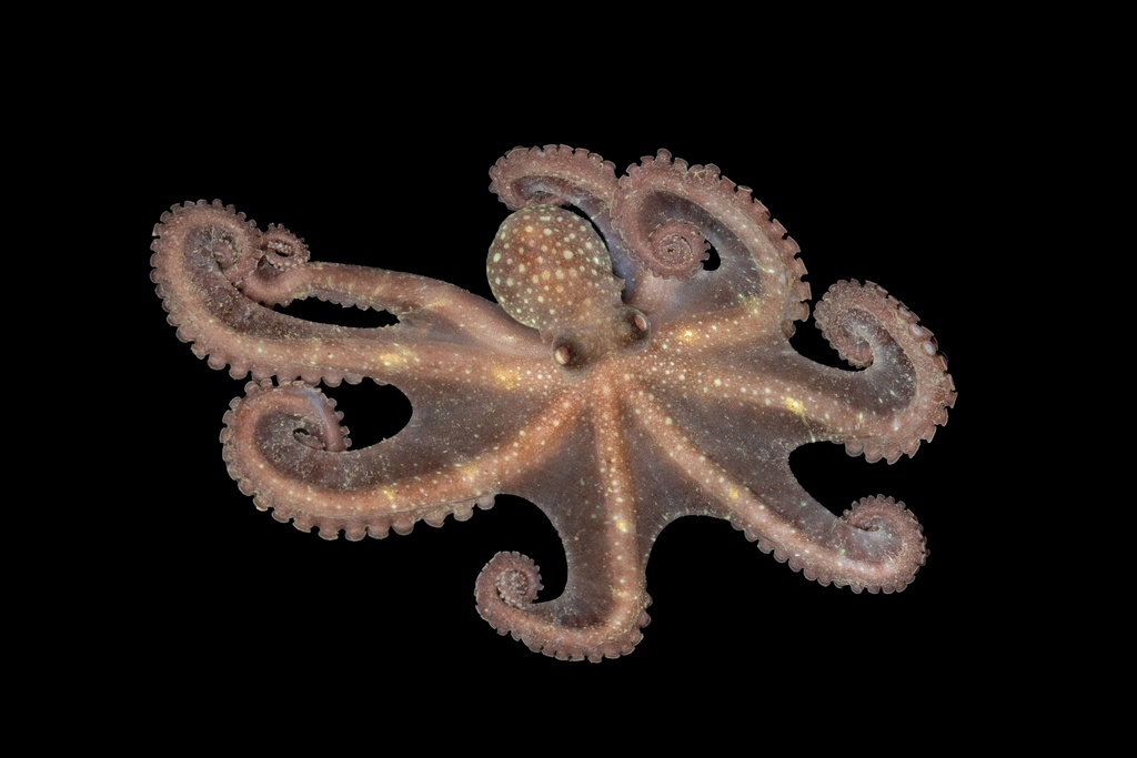 Snakearm Octopus