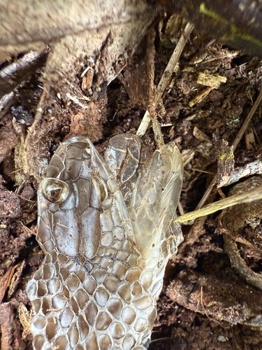 Australian Elapids (inc. Sea Snakes) sighting
