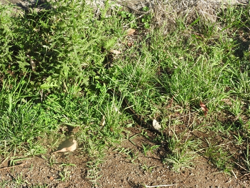 Coastal Carpet Python sighting