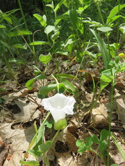 Calystegia spithamaea