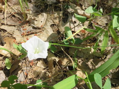 Calystegia spithamaea