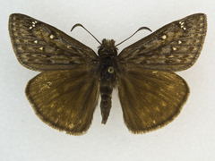 Erynnis telemachus