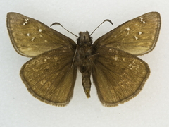 Erynnis telemachus