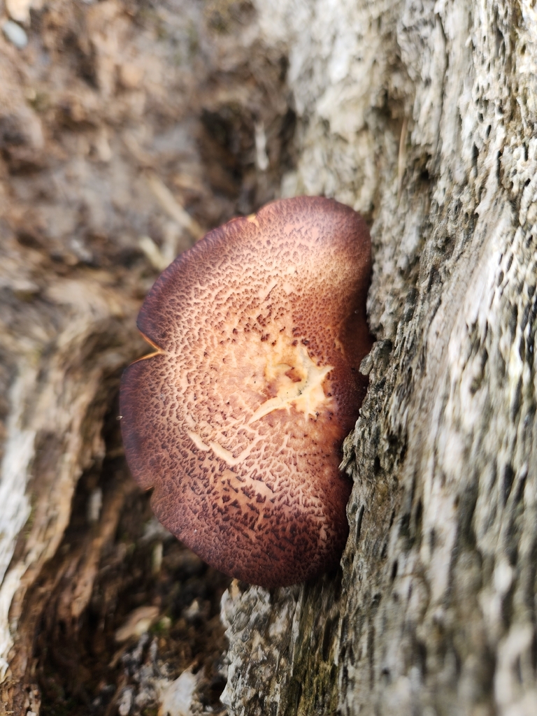 Gymnopilus purpuratus · December 2025 · photo: © archie_tarn (iNaturalist, cc-by)