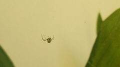 Leucauge regnyi