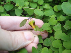 Fuchsia procumbens