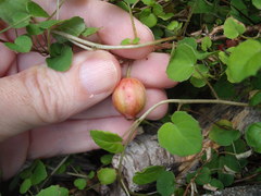 Fuchsia procumbens