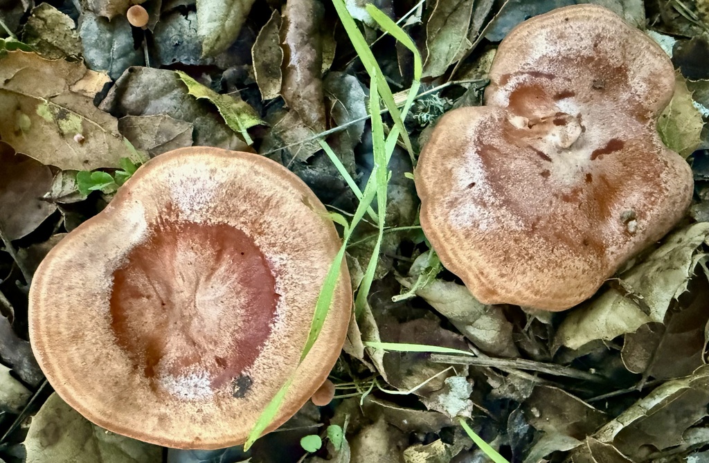 Lactarius xanthogalactus · November 2025 · photo: © hllrnnr (iNaturalist, cc0)