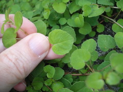 Fuchsia procumbens