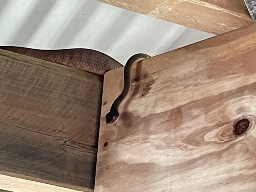 Brown Tree Snake sighting