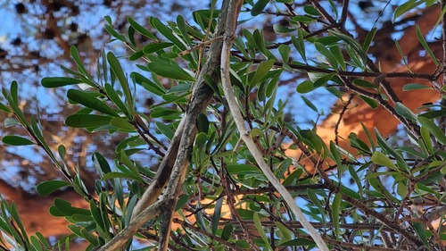 Taxillus kaempferi iNat (3)