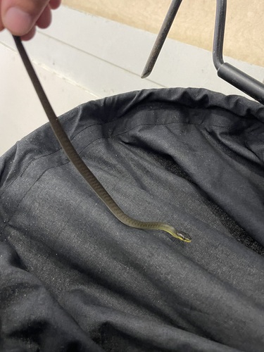 Common Tree Snake sighting