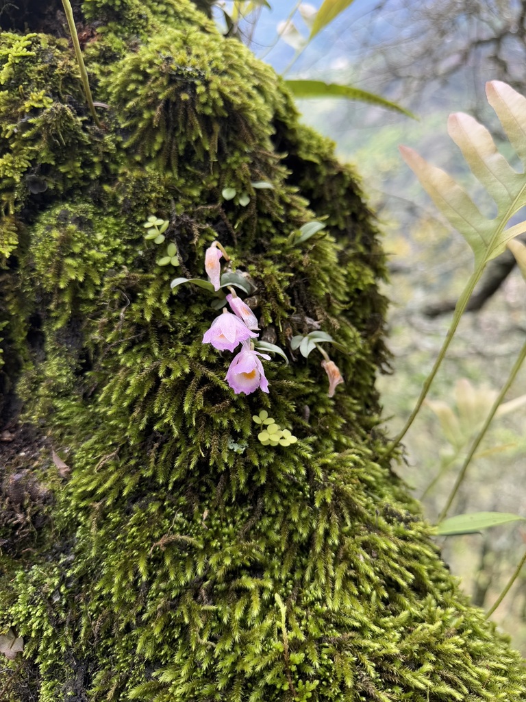 Dendrobium wangliangii G.W.Hu, C.L.Long & X.H.Jin