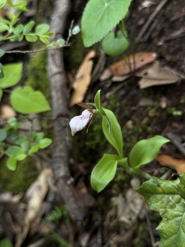 Cypripedium plectrochilum