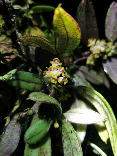 Gastrochilus minutiflorus