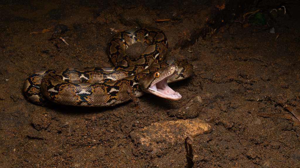 Large Reticulated Python In Indonesia Reticulated Python from Bogor Regency, West Java, Indonesia on November ...