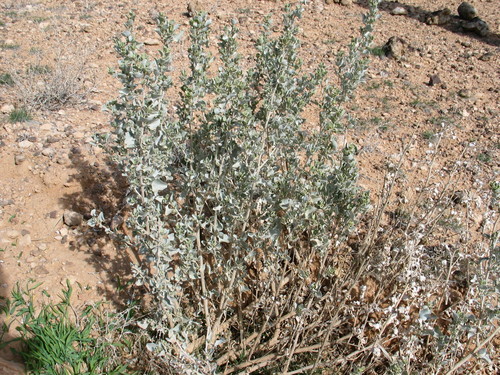 Mediterranean Saltbush