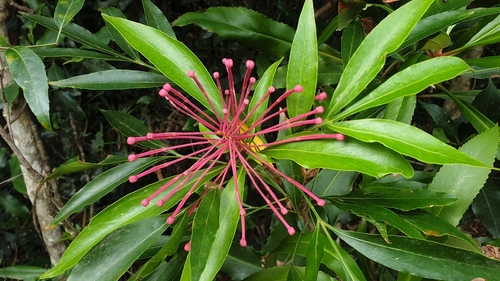dorrigo waratah (Alloxylon pinnatum)