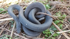 Coluber constrictor anthicus