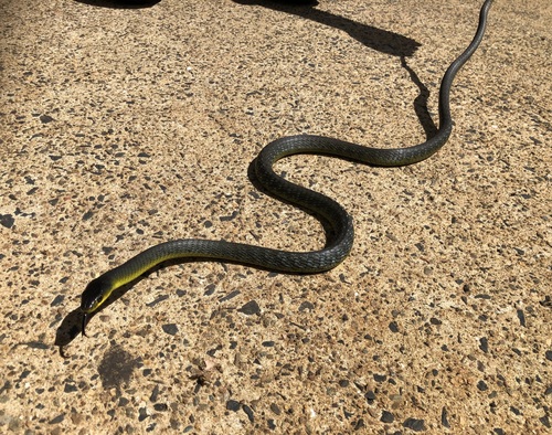 Common Tree Snake sighting