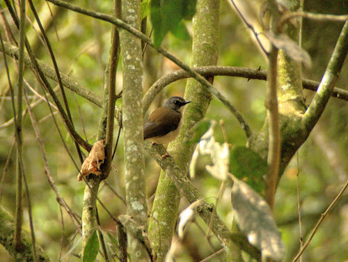 Chamaetylas poliocephala
