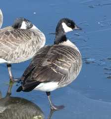 Branta hutchinsii