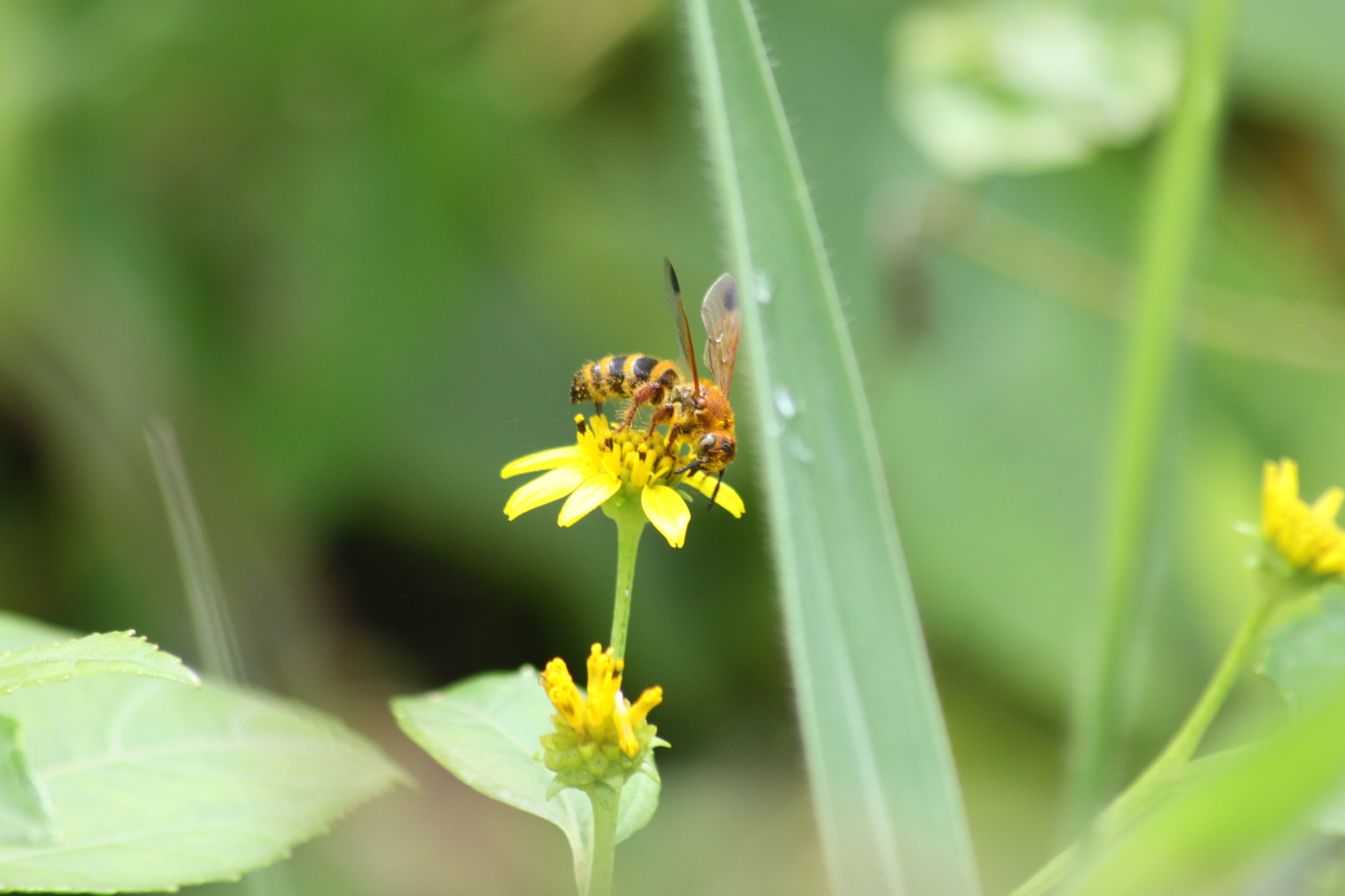Wollastonia biflora — ảnh 3