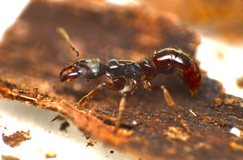 Pachycondyla lenkoiPachycondyla lenkoi