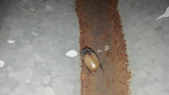 Cyclocephala melanocephala