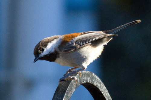 Chestnut-backed Chickadee, photo 6 of 9