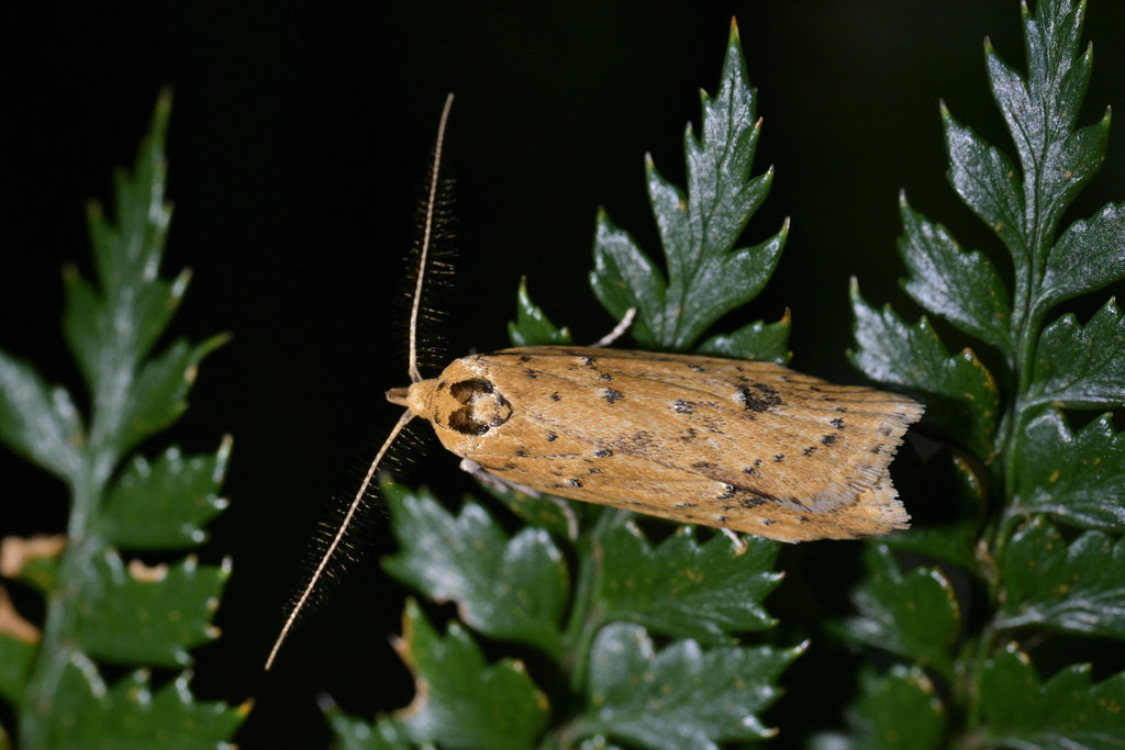 Olearia Skeletoniser