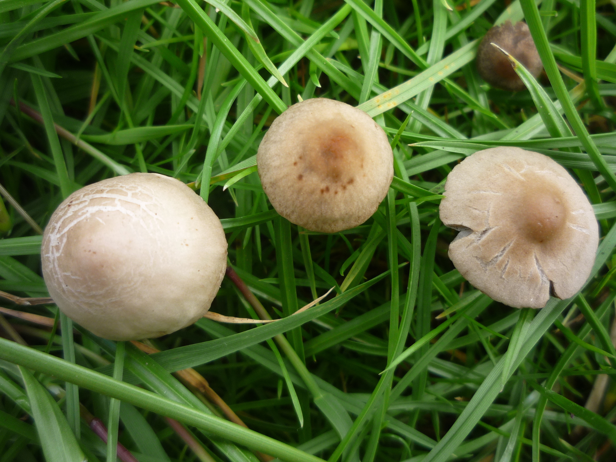 Panaeolina foenisecii image