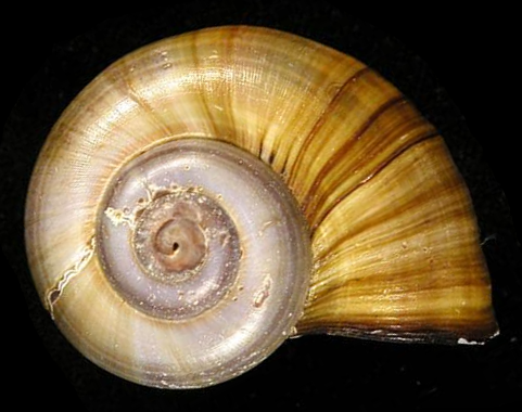 Pomacea linnaei