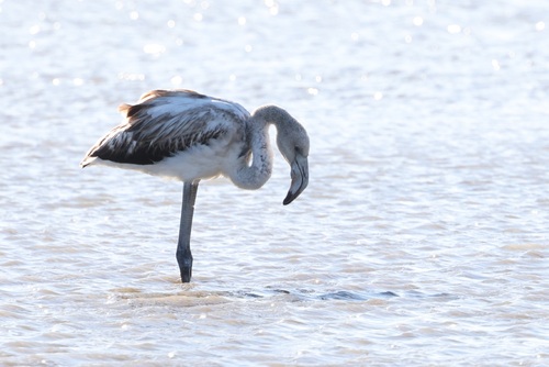 Flamant rose, jeune