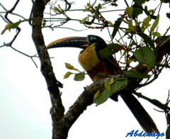 Pteroglossus castanotis