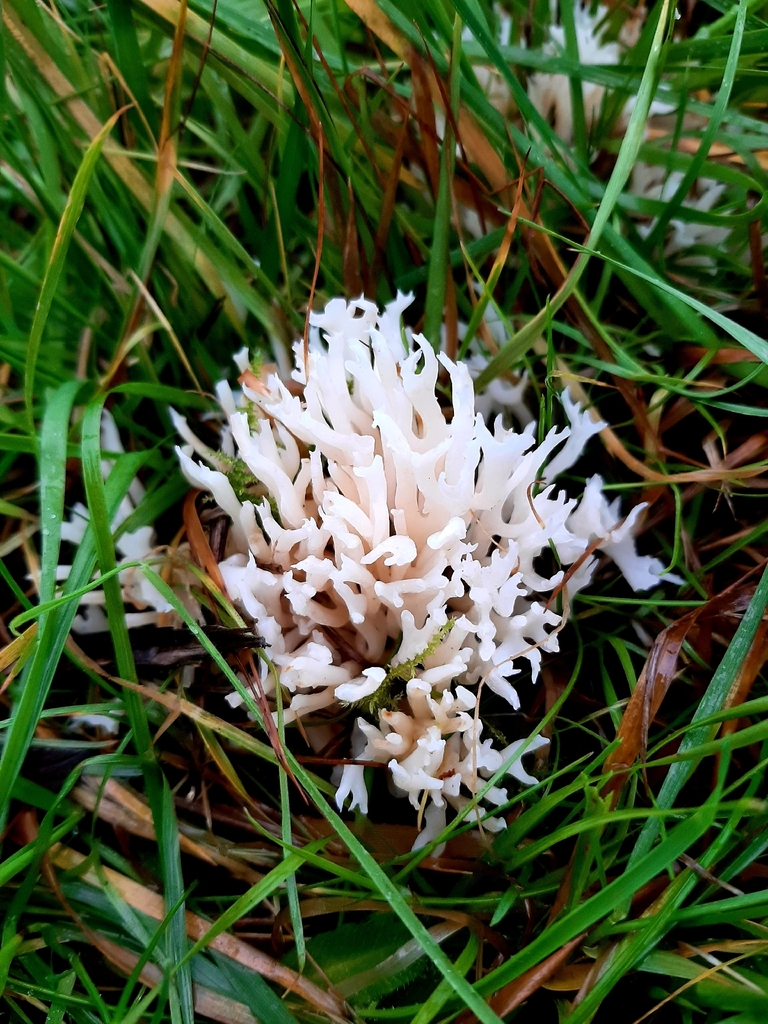 Ramariopsis kunzei · December 2025 · photo: © janetav (iNaturalist, cc-by)