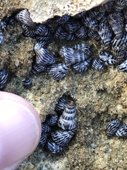 Echinolittorina interrupta