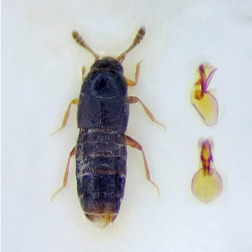 Oligota pumilio