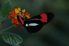 Heliconius erato